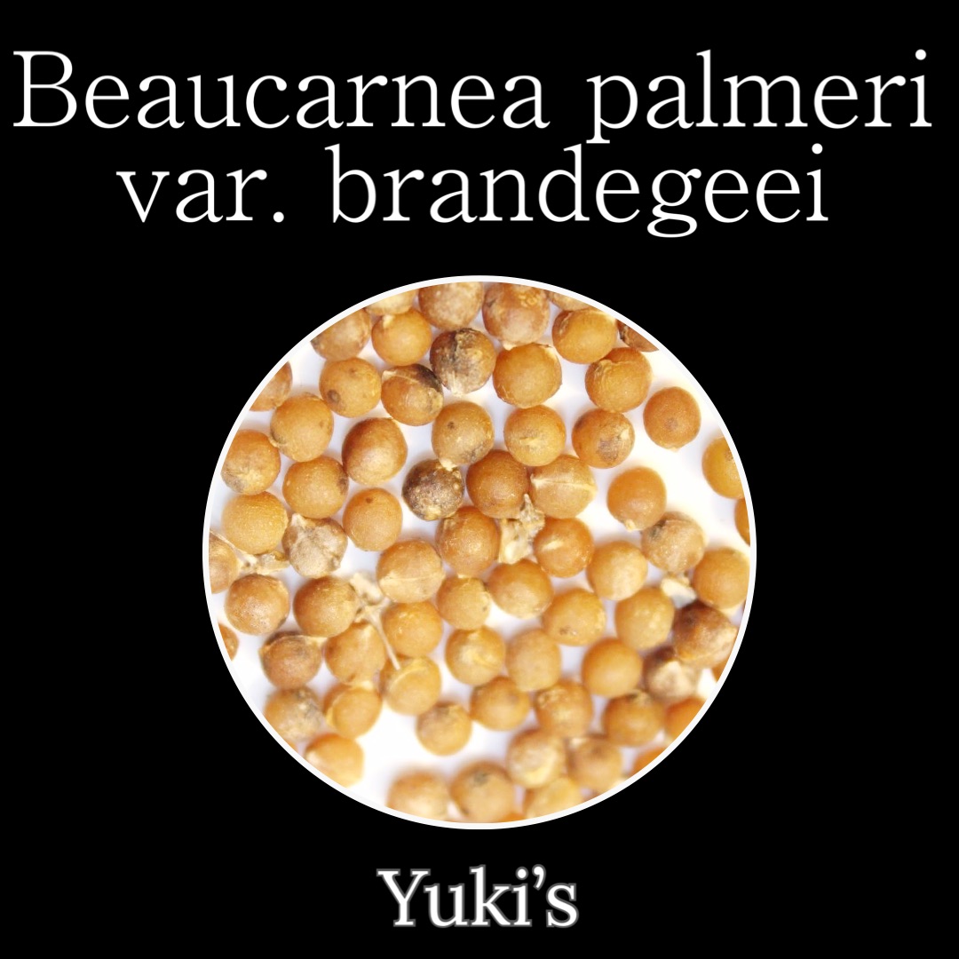 ボーカルネア・パラメリ・ブランデゲーイ／Beaucarnea palmeri var. brandeggei 種子