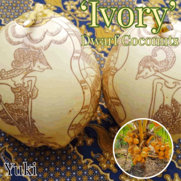 [予約商品]ドワーフココナッツ 種子[品種:アイボリー] Dwarf coconuts ‘Ivory’／注文後二ヶ月以内発送