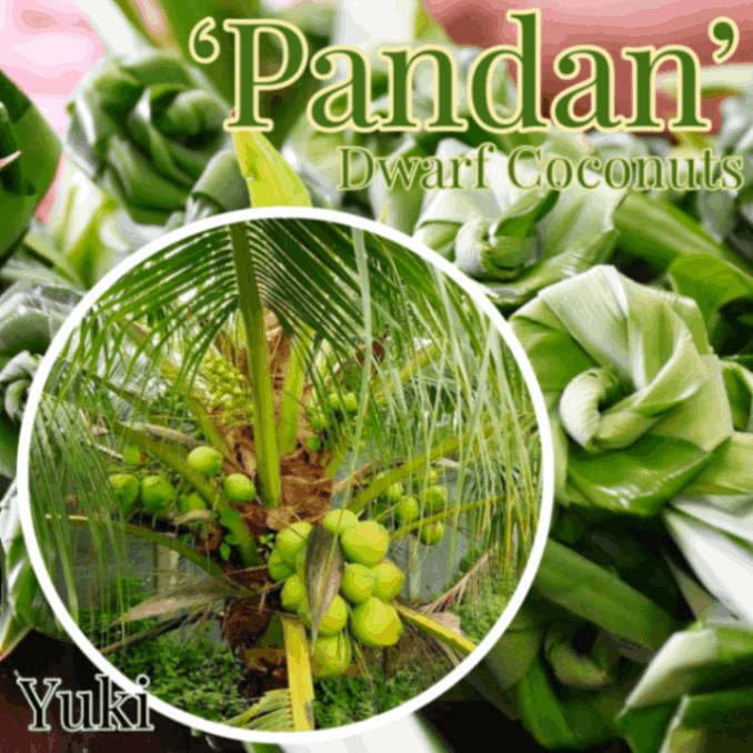 [予約商品]ドワーフココナッツ 種子[品種パンダン] Dwarf coconuts ‘Pandan’／注文後二ヶ月以内発送