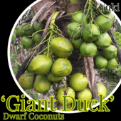 [ͽ����]�ɥ�ե����ʥå� ���[�ʼ�:���㥤����ȡ����å�] Dwarf coconuts ��Giant Duck�ǡ���ʸ����������ȯ��