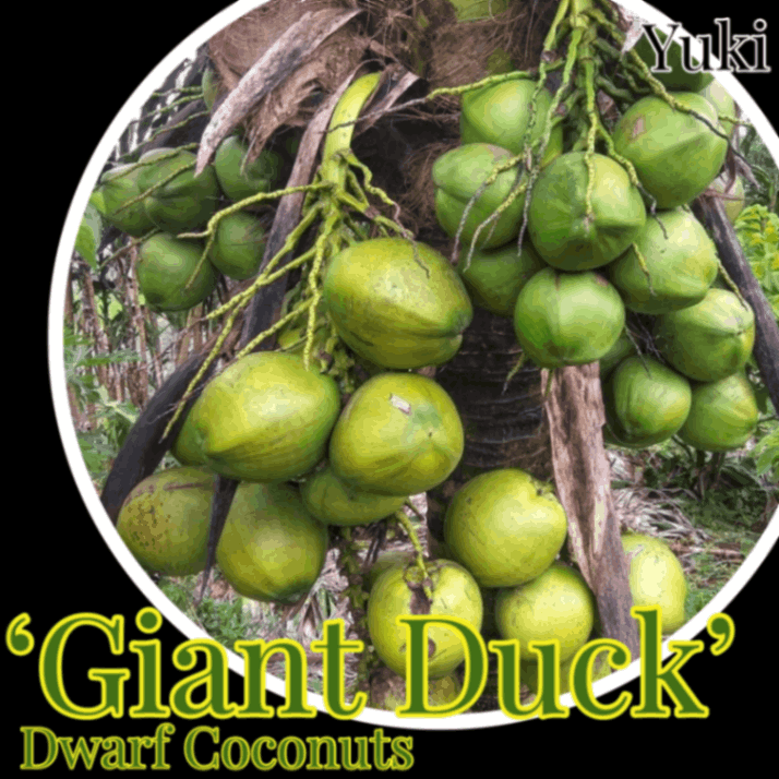 [予約商品]ドワーフココナッツ 種子[品種:ジャイアント・ダック] Dwarf coconuts ‘Giant Duck’／注文後二ヶ月以内発送