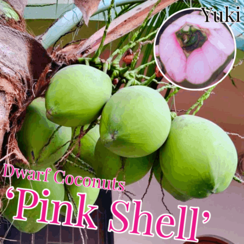 [ͽ����]�ɥ�ե����ʥå� ���[�ʼ�:�ԥ󥯡�������] Dwarf coconuts ��Pink Shell�ǡ���ʸ����������ȯ��