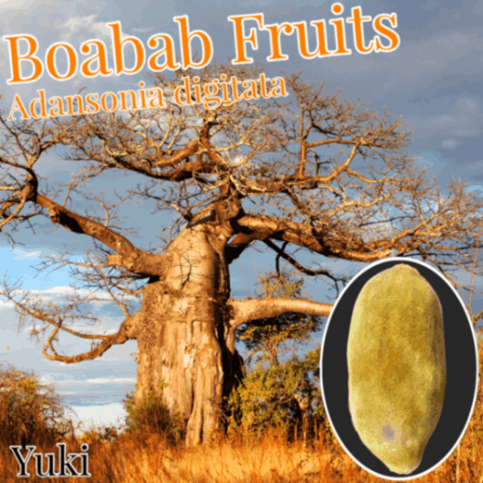 �Х��Х� �̼¡�Adansonia digitata/�����ѤȤ��Ƥ�����ǤϤ���ޤ���