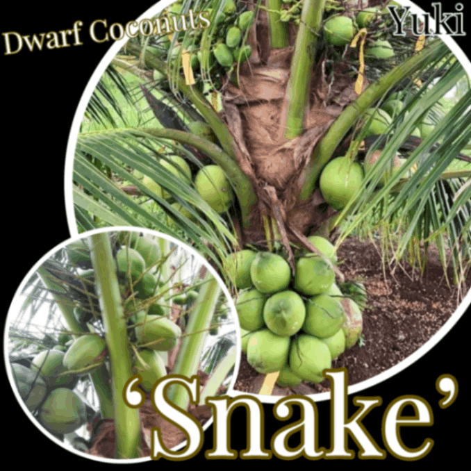 [ͽ����]�ɥ�ե����ʥå� ���[�ʼ�:���͡���] Dwarf coconuts ��Snake�ǡ���ʸ����������ȯ��