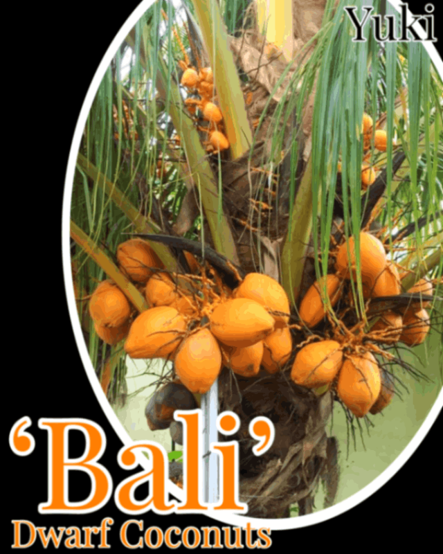 [ͽ����]�ɥ�ե����ʥå� ���[�ʼ�:�Х�] Dwarf coconuts ��Bali�ǡ���ʸ����������ȯ��