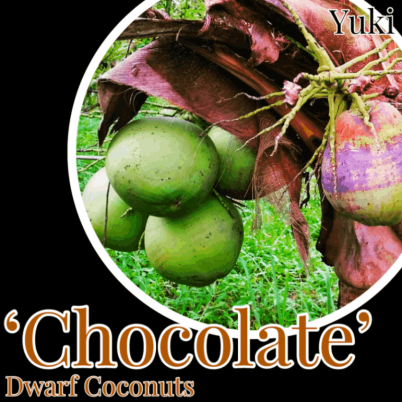 [ͽ����]�ɥ�ե����ʥå� ���[�ʼ�:���祳�졼��] Dwarf coconuts ��Chocolate�ǡ���ʸ����������ȯ��