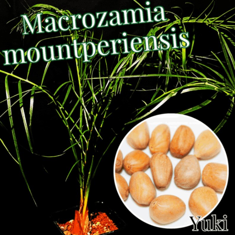 マクロザミア・マウントペリエンシス 種子／Macrozamia mountperriensis [ソテツ]
