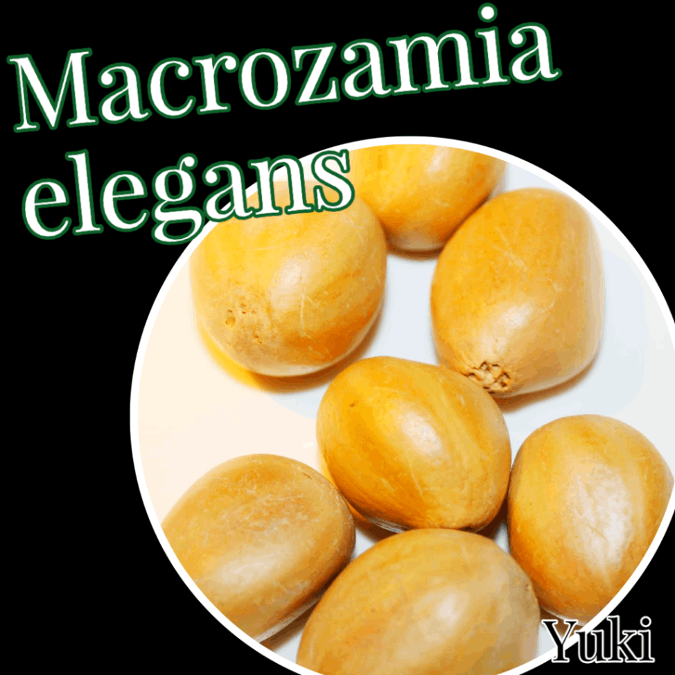 Macrozamia苗種子販売のユーキーズ