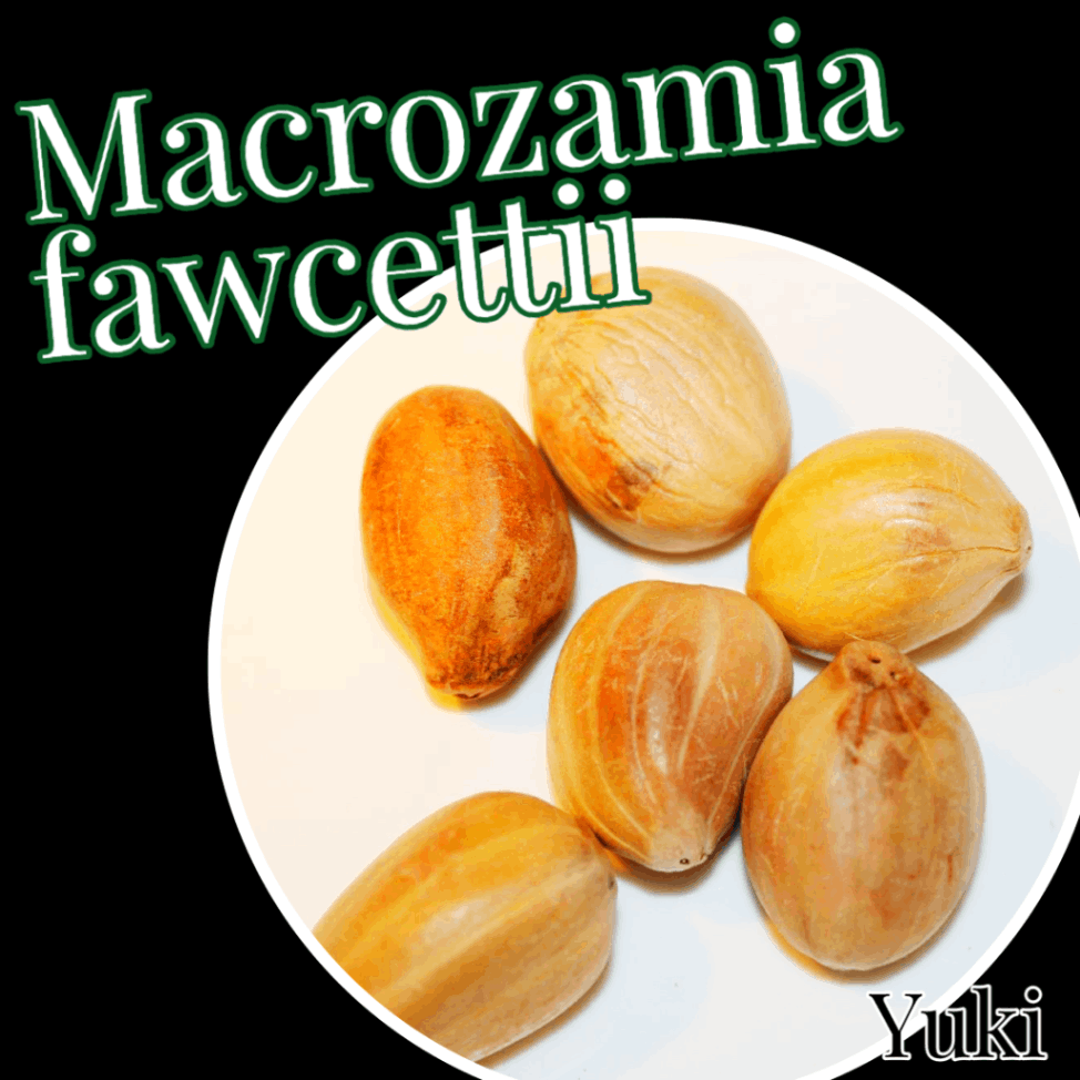 マクロザミア・ファウケッティー 種子／Macrozamia fawcettii [ソテツ]