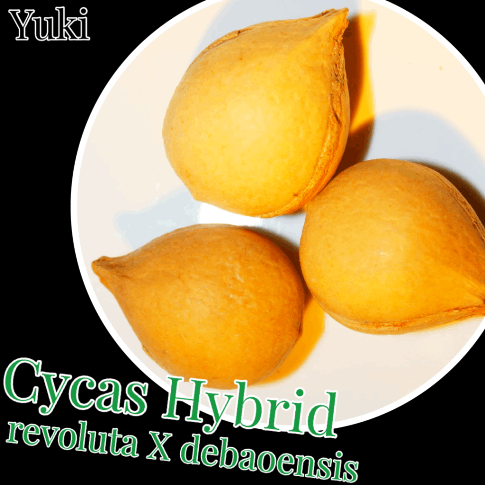 サイカス・ハイブリッド／Cycas Hybrid revoluta X debaoensis 種子［ソテツ］