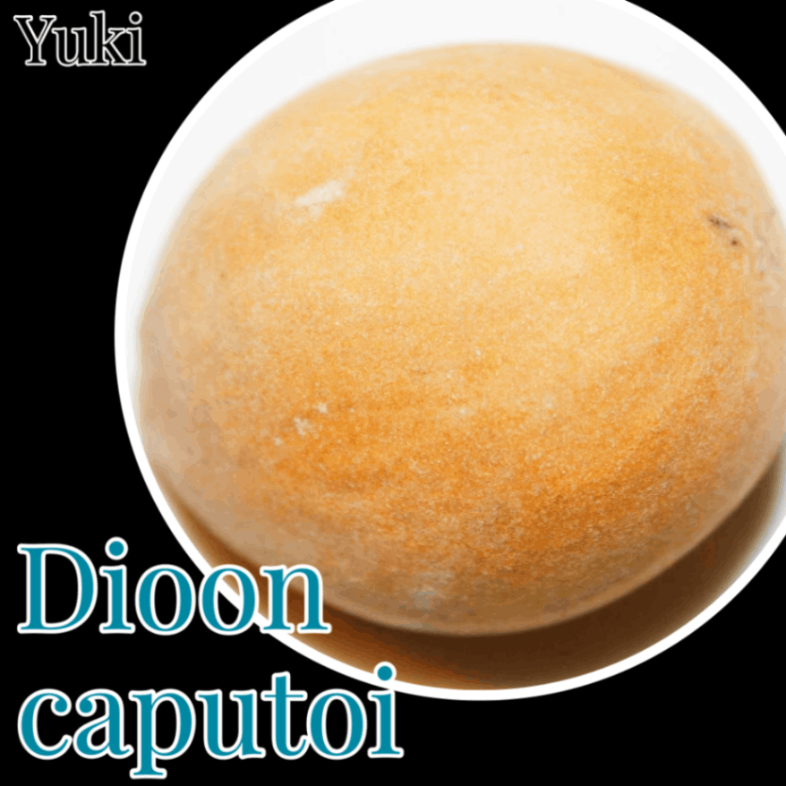 ディオーン・カプトイ／Dioon caputoi [ソテツ]