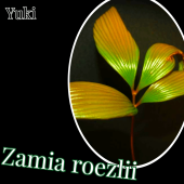 ߥ꡼/Zamia roezlii 