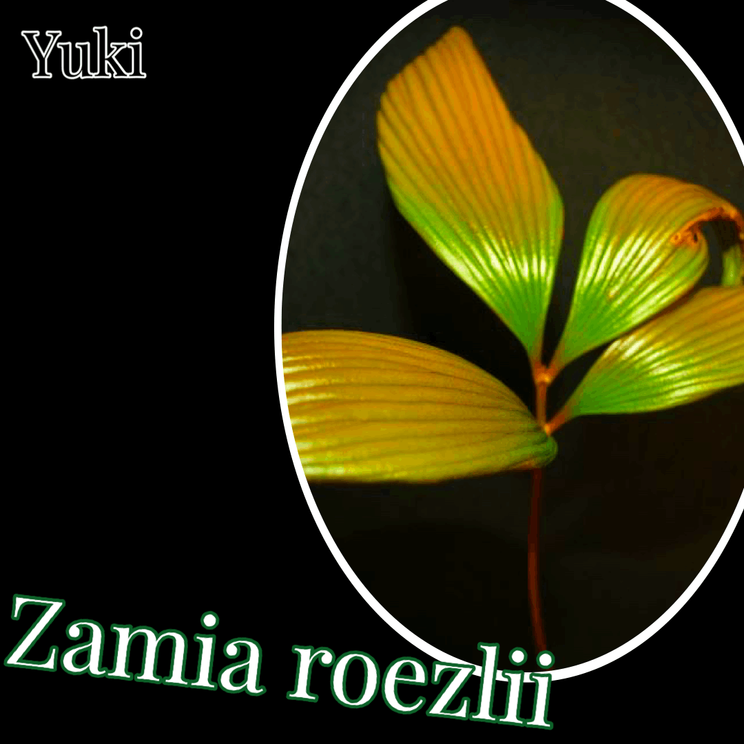 ザミア・ロエズリー/Zamia roezlii 苗