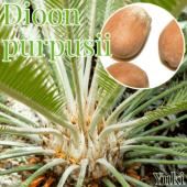 ǥ󡦥ץץDioon purpusii [ƥ]