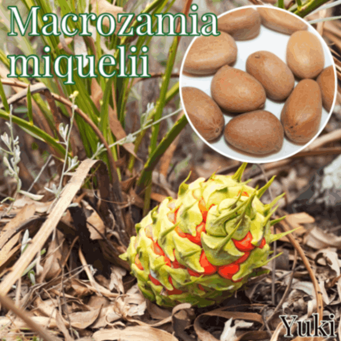 マクロザミア・ミクエリー 種子／Macrozamia miquwlii [ソテツ]