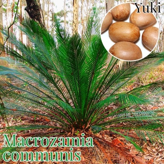 【現品】マクロザミア・コムニス　Macrozamia communis　9号R4 マクロザミア・コムニス 種子／Macrozamia communis [ソテツ]