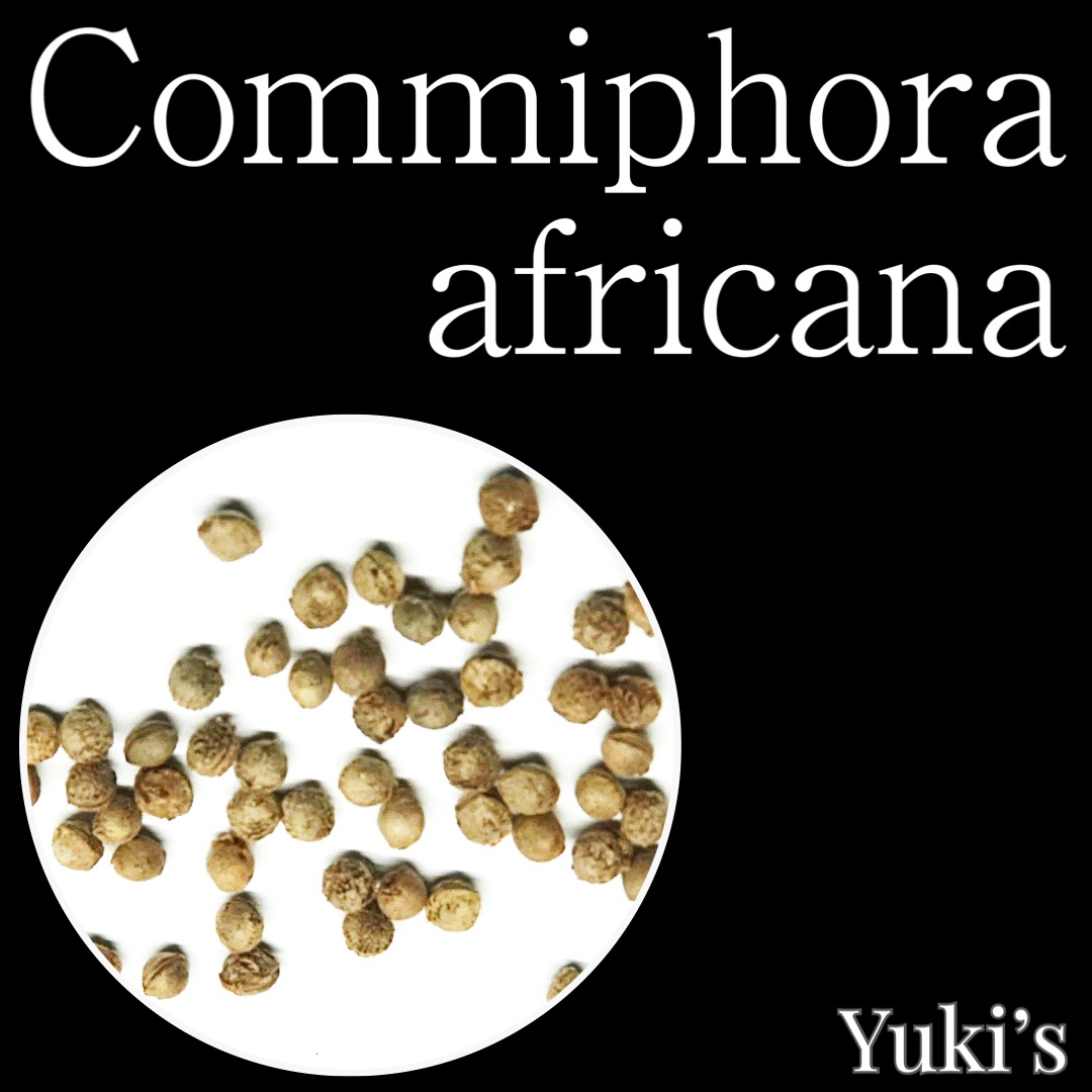 コミフォラ・アフリカーナ 種子/Commiphora africana [コーデックス]