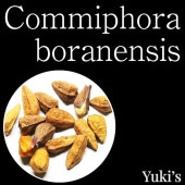 ߥե顦ܥͥ󥷥 /Commiphora boranensis [ǥå]