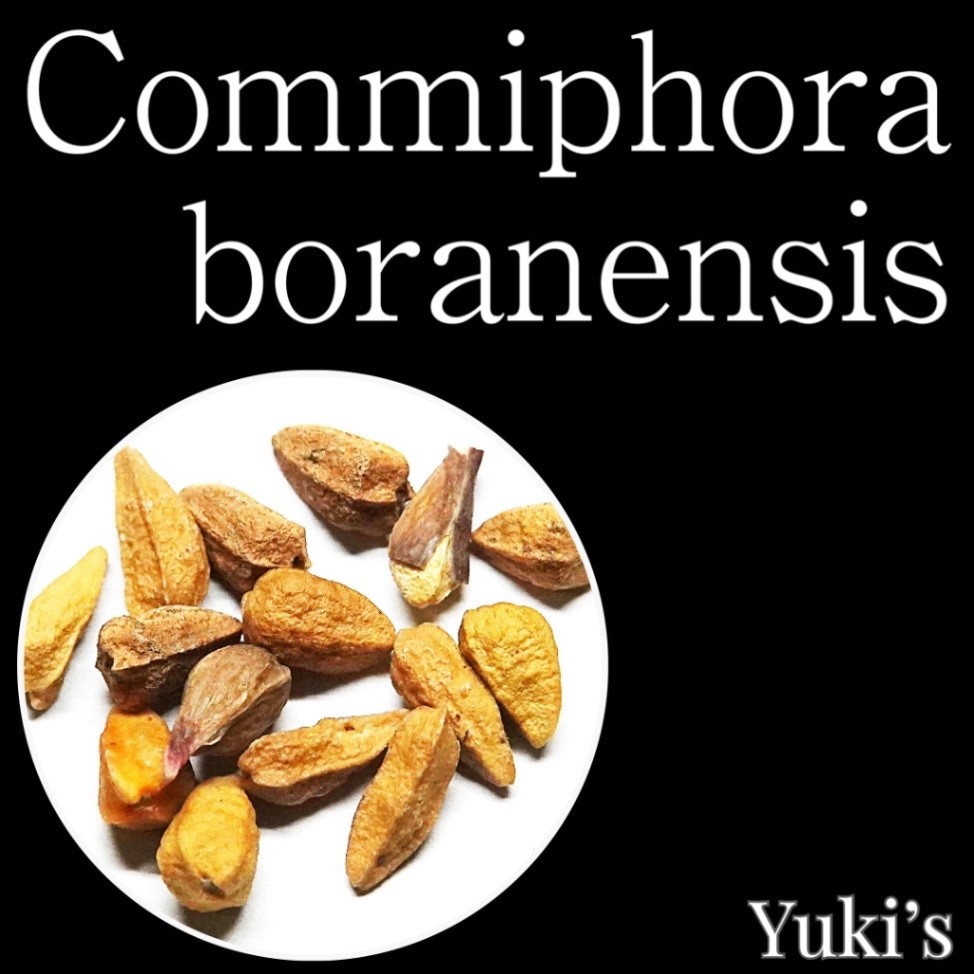 コミフォラ・ボラネンシス 種子/Commiphora boranensis [コーデックス]
