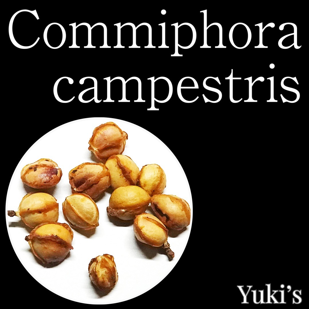 コミフォラ・カンペストリス 種子/Commiphora campestris [コーデックス]