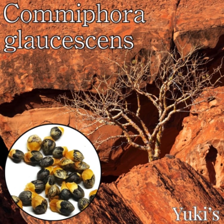 コミフォラ・グラウケッセンス 種子/Commiphora glaucescens [コーデックス]