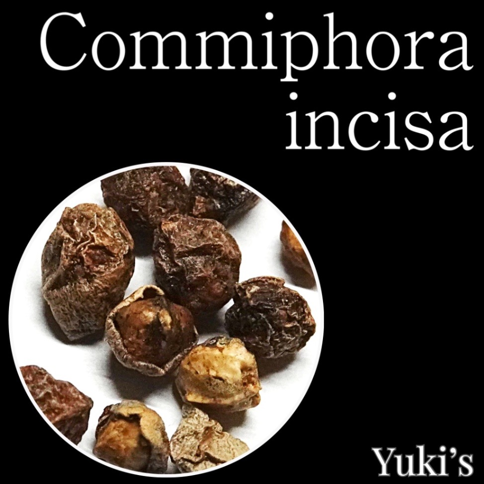 コミフォラ・インシサ 種子/Commiphora incisa [コーデックス]
