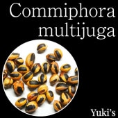ߥե顦奬 /Commiphora multijuga [ǥå]