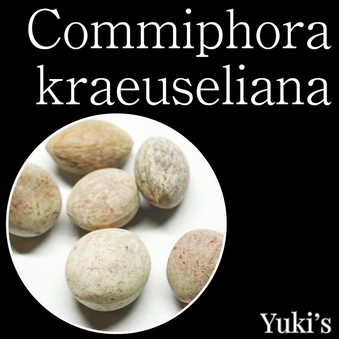 コミフォラ・クラエウセリアナ 種子/Commiphora kraeuseliana [コーデックス]