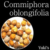ߥե顦֥󥮥եꥢ /Commiphora oblongifolia [ǥå]