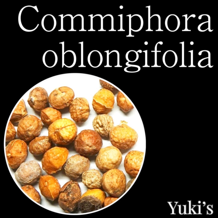コミフォラ・オブロンギフォリア 種子/Commiphora oblongifolia [コーデックス]