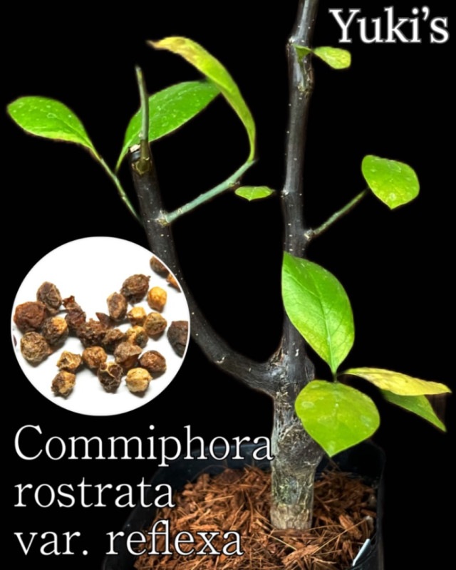 コミフォラ・ロストラータ・リフレクサ 種子/Commiphora rostrata var