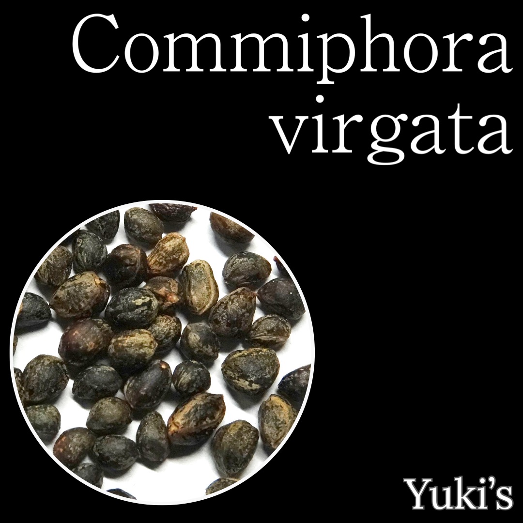 コミフォラ・ビルガータ 種子/Commiphora virgata [コーデックス]
