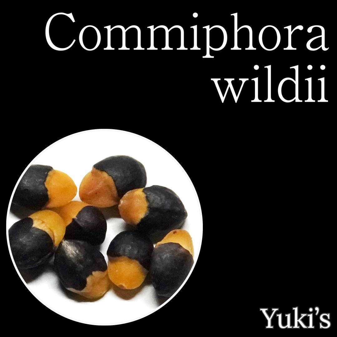 コミフォラ・ウィルディー 種子/Commiphora wildii [コーデックス]