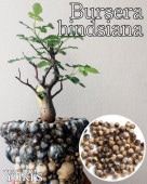 ֥륻顦ҥǥ Bursera hindisiana  [ǥå]