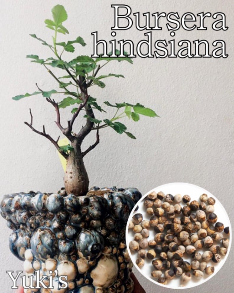 希少 6月入荷 10粒 ブルセラ アリダ ダークオレンジ 種子 種証明書あり19