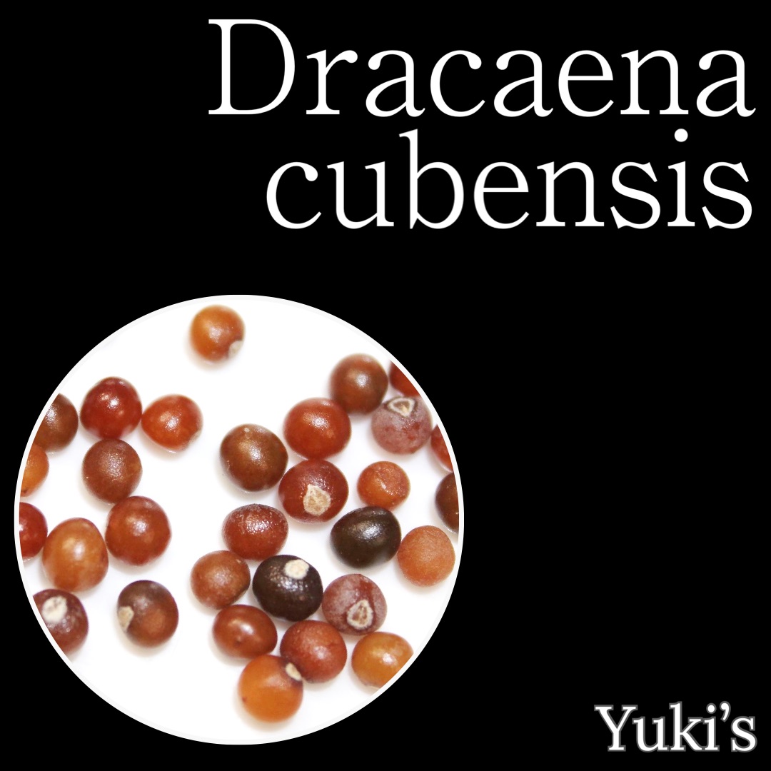 ドラセナ・キューベンシス 種子/Dracaena cubensis[観葉植物]