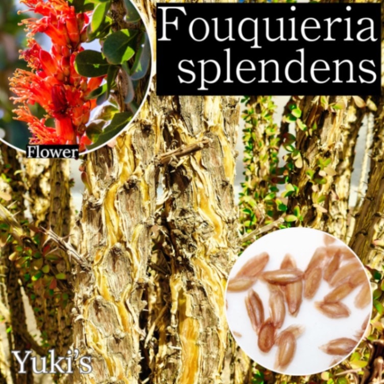 フォークイエリア・スプレンデンス/Forquieria splendens [コーデックス・塊根]