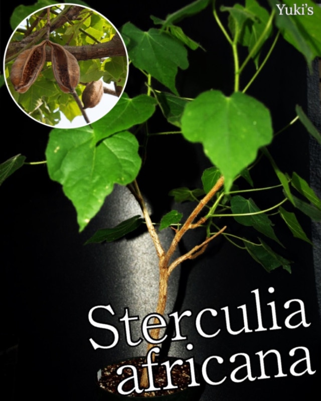 ���ƥ륯�ꥢ�����եꥫ���� ��/ Sterculia africana[�����������ǥå���]
