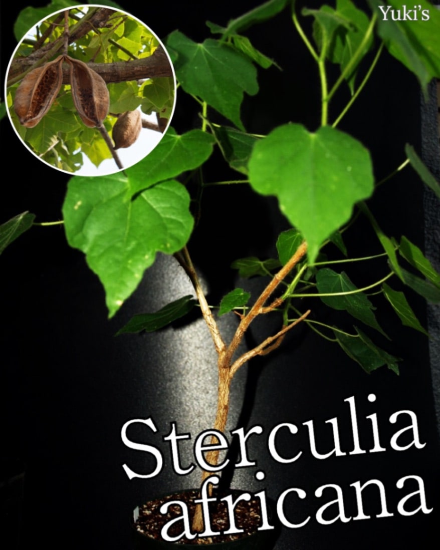 ステルクリア・アフリカーナ 苗/ Sterculia africana[塊根・コーデックス]