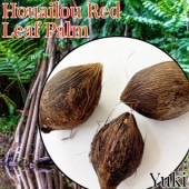 �磻�롼����åɥ꡼�եѡ��� ���/Chambeyronia houailouensis