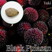 [ͽ����]�֥�å����ץ饵�� ���[Ǯ�Ӳ̼�] Nephelium mutabile/������λ����ȯ��