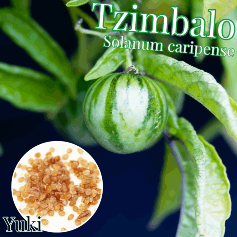 �ĥ���Х� ���/Solanum caripense[��ڡ����եꥫ�ο���]