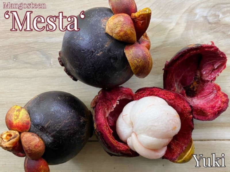 [����Ǯ�Ӳ̼�]�ɥ�ա��ޥ󥴥�����ǥ᥹���� ��/����ѥˡ������ޥ󥴥�����/���ܥޥ󥴥�����/�᥹�����ޥ󥴥�����