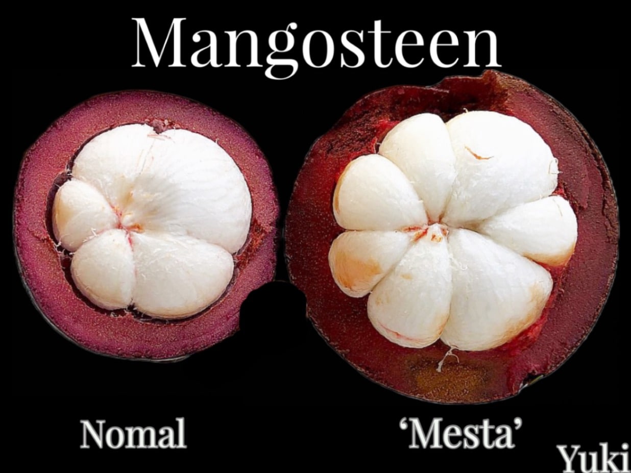 超希少　特大接木苗木！ボリビアンマンゴスチン　アチャチャイル　結果実績有り！ 超希少 特大接木苗木！ボリビアンマンゴスチン アチャチャイル 結果