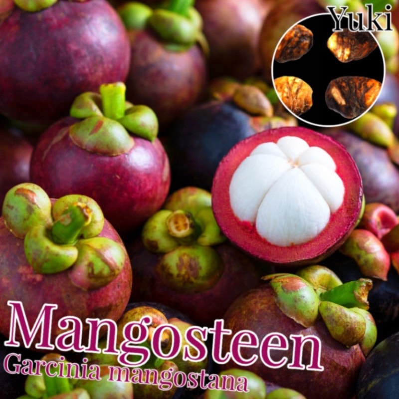 �ޥ󥴥����� ���[�������󡦥��֡��ե롼��]Garcinia mangostana