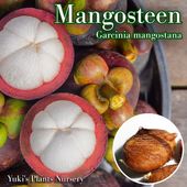 �ޥ󥴥����� ȯ�����[�������󡦥��֡��ե롼��]Garcinia mangostana