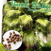 ���å����ѡ���/�֥�إ������륷�� ���[�Ѵ����䥷]Brahea dulcis