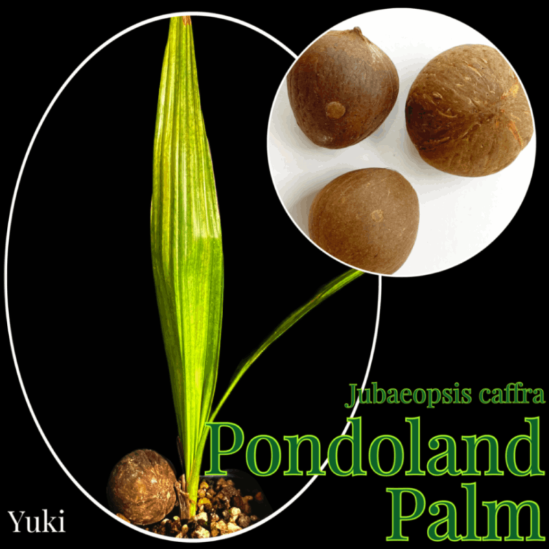 【耐寒性希少ヤシ】アフリカ　チリヤシ　(ポンドランドパーム) 希少耐寒性ヤシ】アフリカ チリヤシ (ポンドランドパーム) 【公式通販】