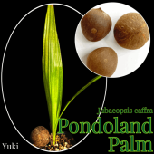 եꥫ䥷/ݥɥɡѡ /Jubaeopsis caffra/λȯ