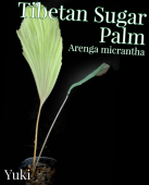 ���٥��󡦥��奬���ѡ��� �ġ�Arenga micrantha